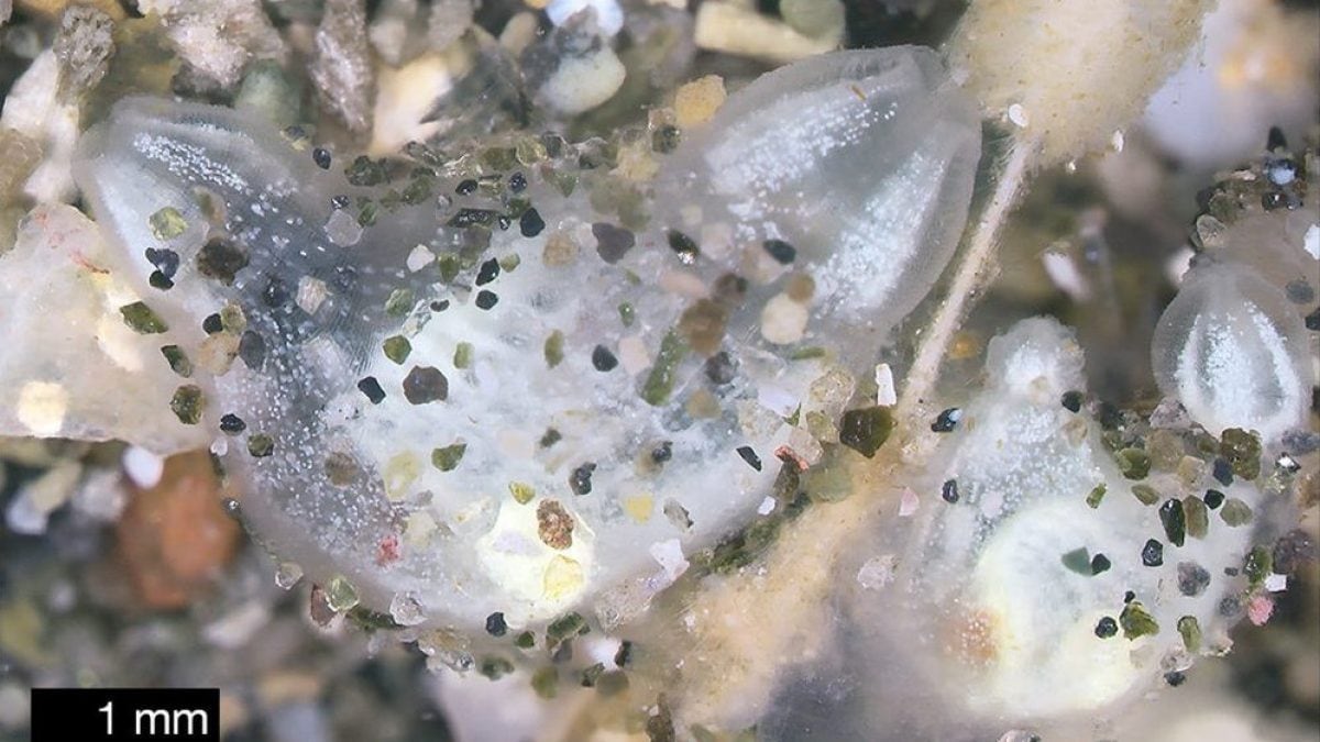 La nuova specie di ascidia che vive nella Baia di Posillipo