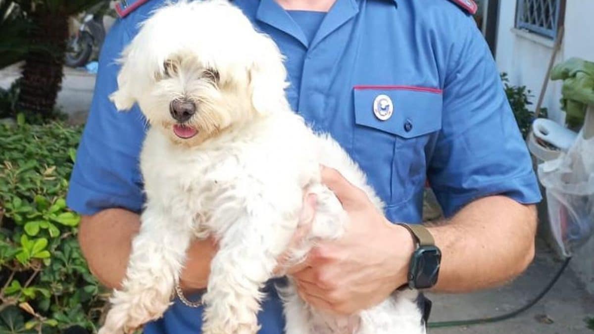 Cindy, la cagnolina maltese rapita a Giugliano (Napoli)