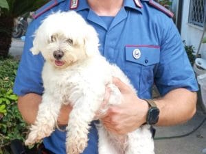 Rapisce un cane e chiede il riscatto: arrestato 16enne a Varcaturo