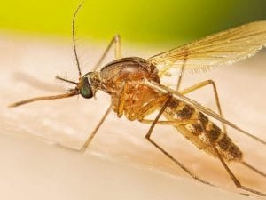 Prima vittima del virus West Nile nel Napoletano