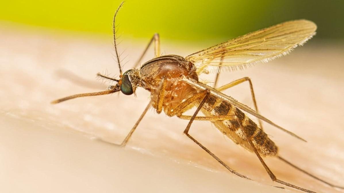 Salgono a 7 i morti per la febbre del Nilo in Campania: secondo decesso per West Nile in 24 ore