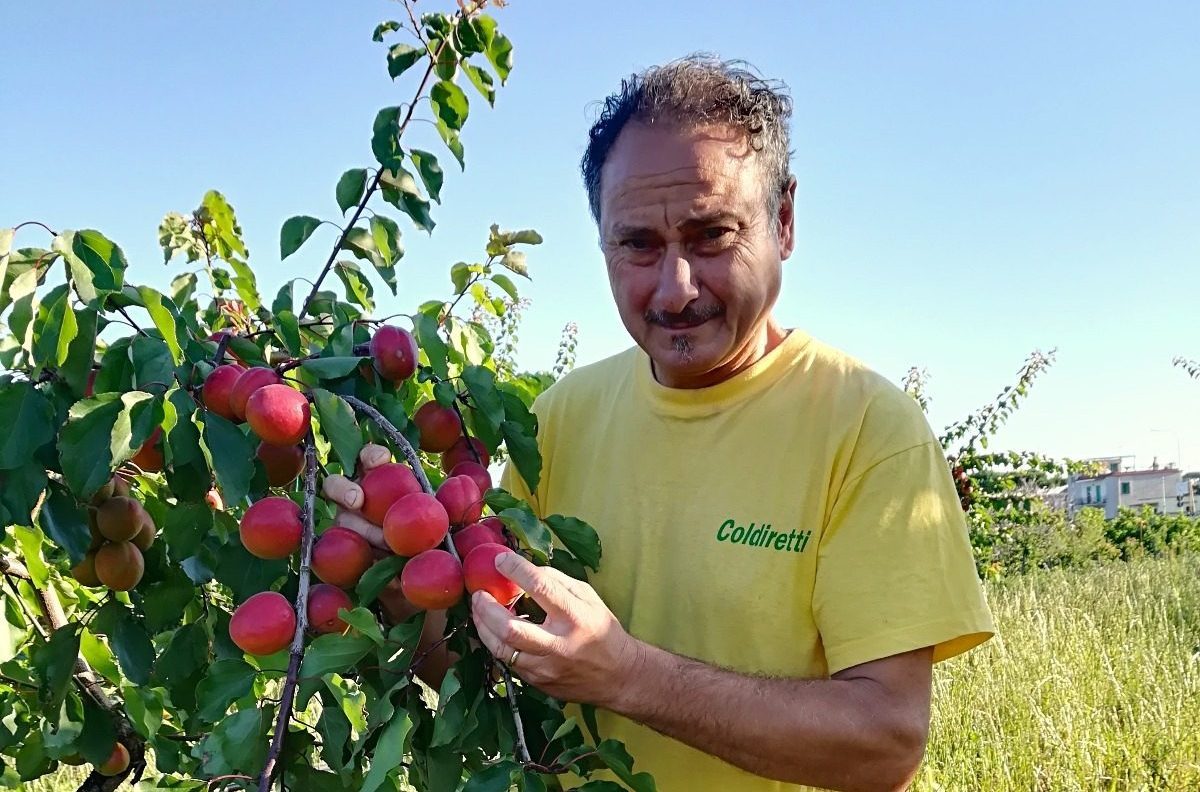 Pasquale Imperato, Coldiretti Sapori Vesuviani