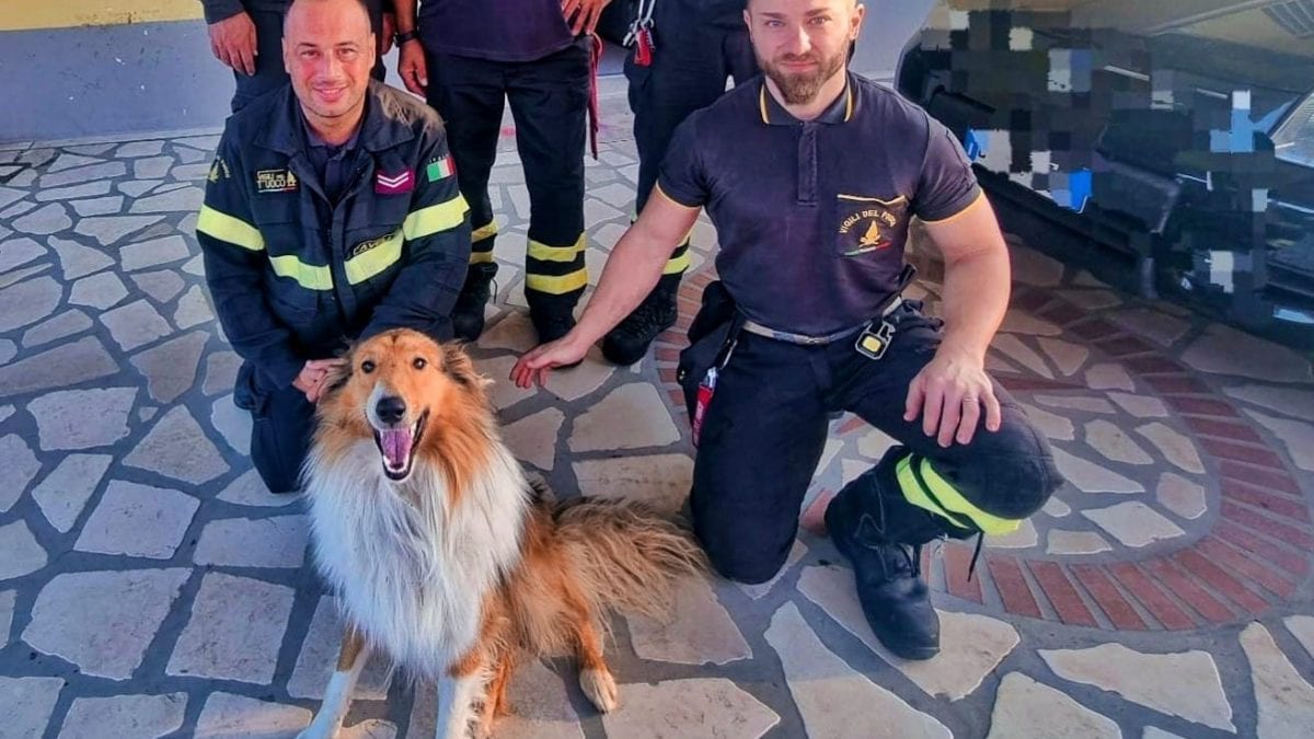 Il cane salvato dai pompieri
