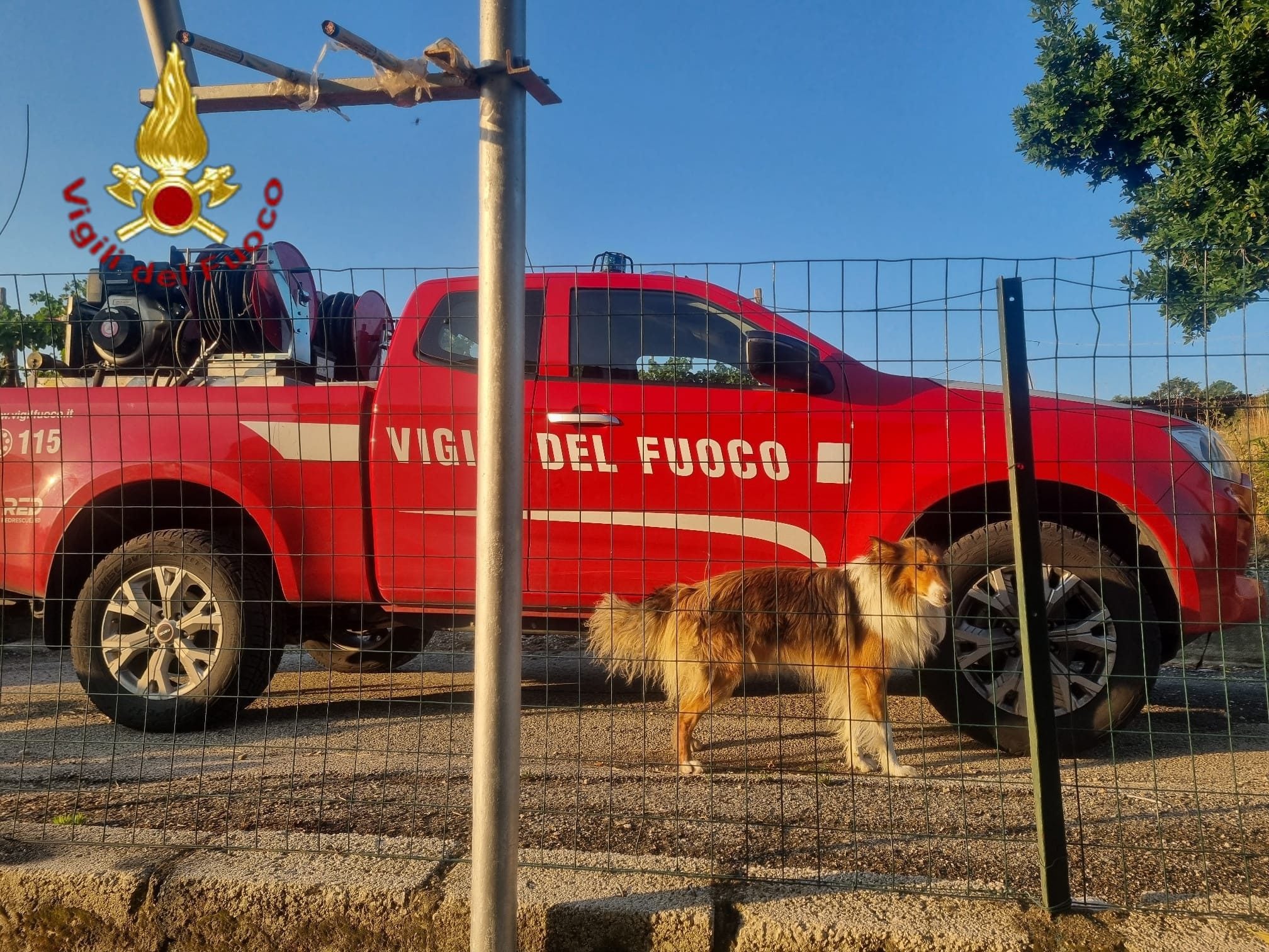 Il rough collie "liberato" dai vigili del fuoco