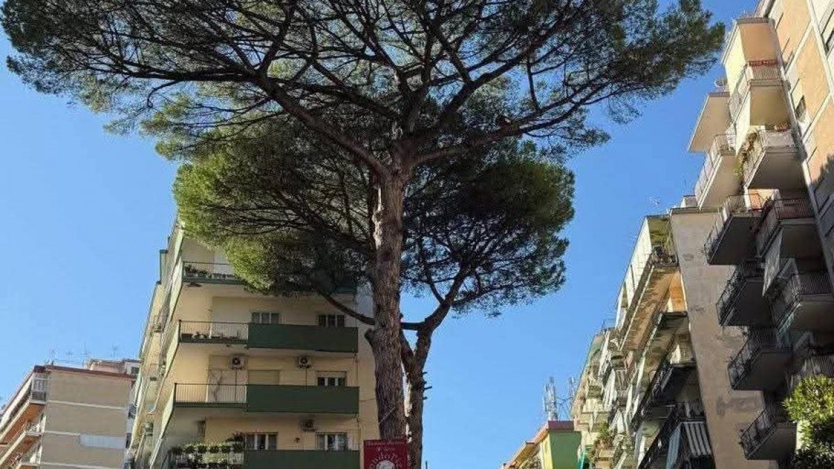 Il pino da abbattere. Foto / Carmine Attanasio
