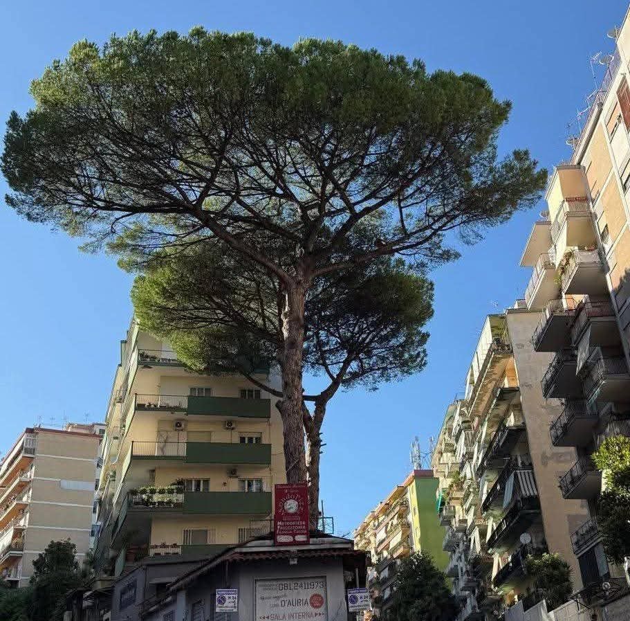 Il pino di via Netti da abbattere. Foto / Carmine Attanasio