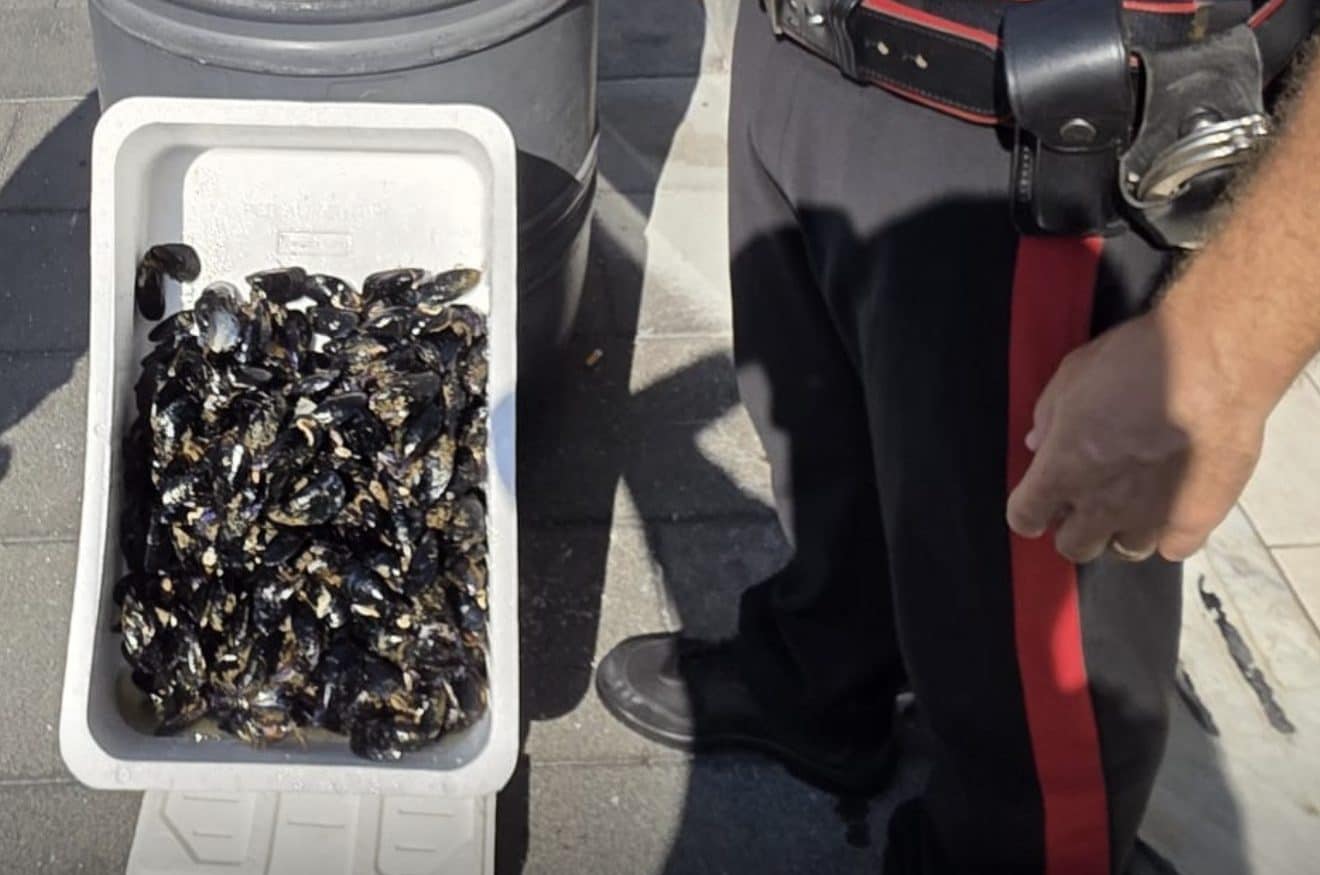 Allarme a Boscoreale: Sequestrati 113 kg di Cozze e Frutti di Mare in Condizioni Igieniche Precarie – Rischio per la Salute!