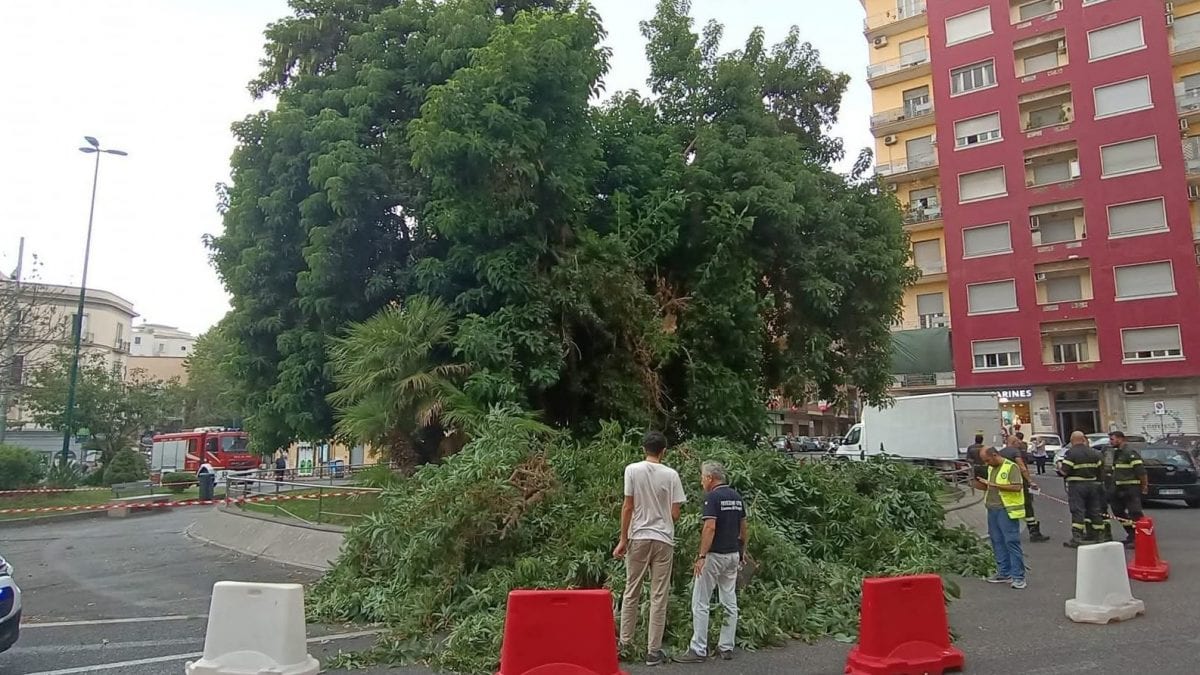 La Fitolacca in piazza Degli Artisti , foto Ruben D’Agostino