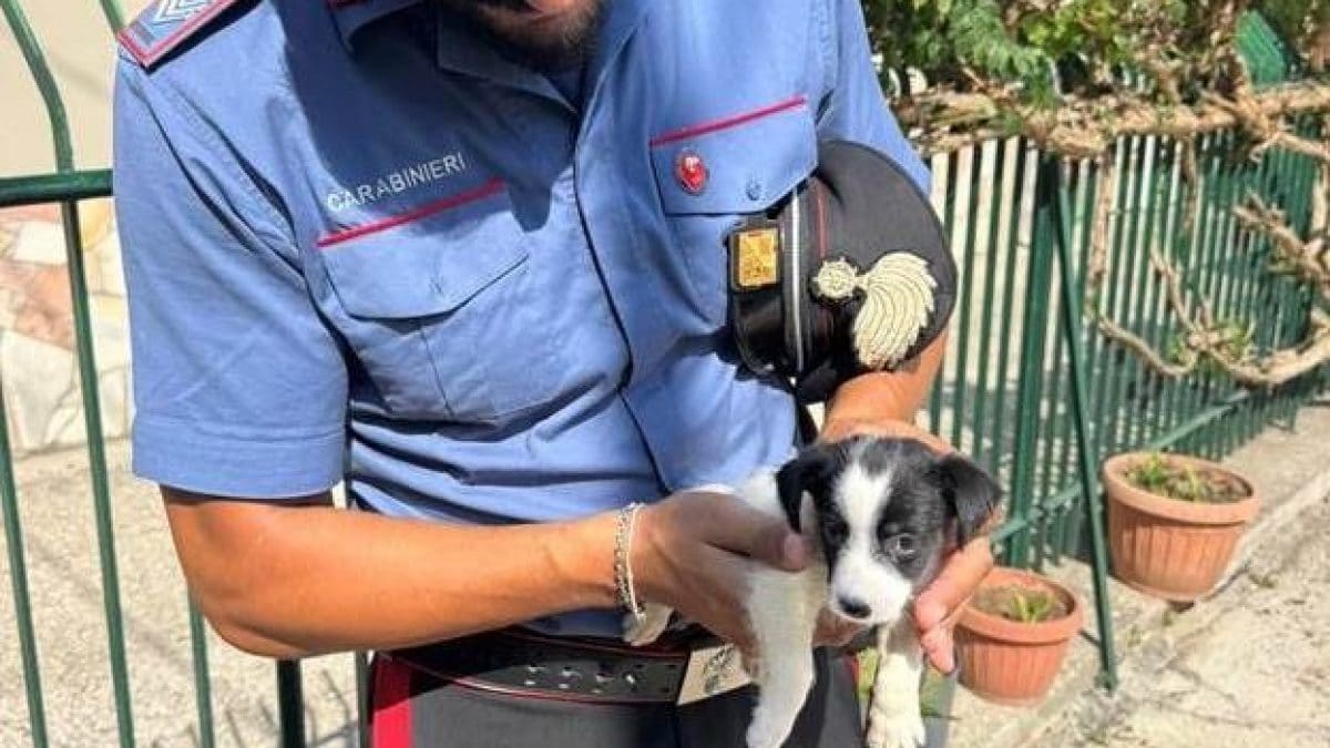 Il piccolo Tudor salvato dai carabinieri