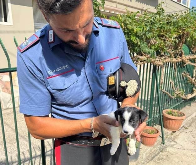 Il cagnolino salvato dai carabinieri e chiamato Tudor