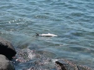 Decine di pesci morti a mare sulla spiaggia di San Giovanni a Napoli, dopo il parassita killer torna la paura
