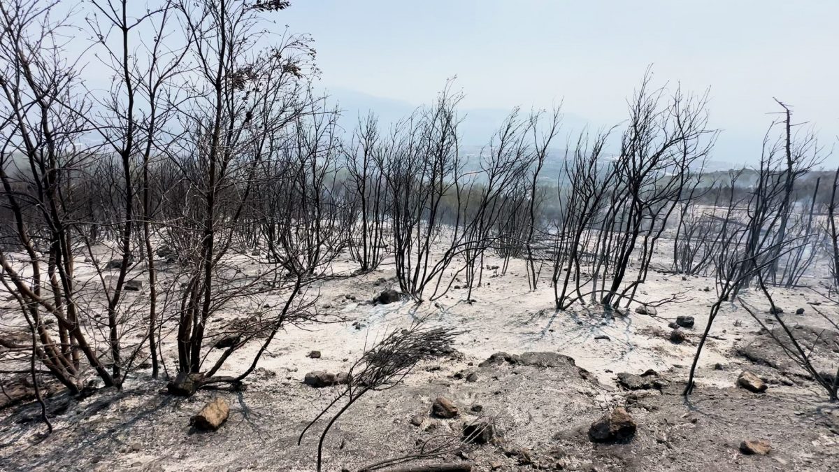 Il Parco Nazionale del Vesuvio devastato dopo 5 giorni di incendio / Foto Fanpage.it