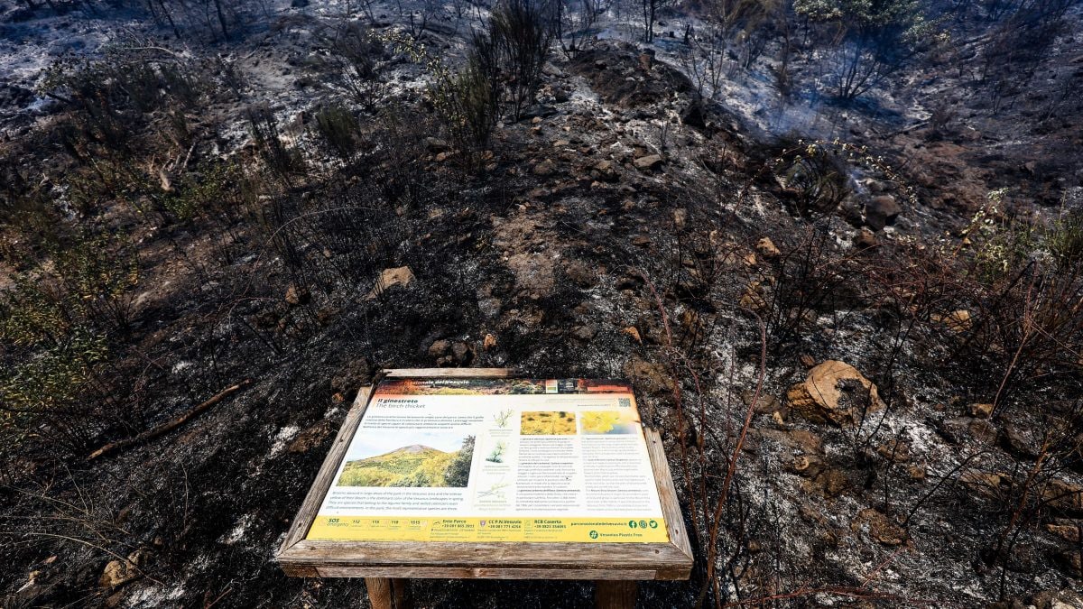 La pineta sul Vesuvio, totalmente bruciata dalle fiamme