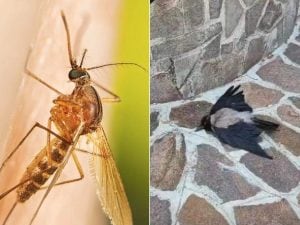 Cornacchia muore e cade nel cortile dell&#8217;Istituto Zooprofilattico di Portici: aveva il virus West Nile