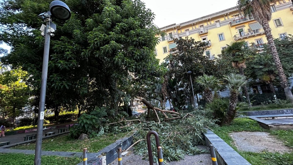Il grosso ramo caduto in piazza Quattro Giornate
