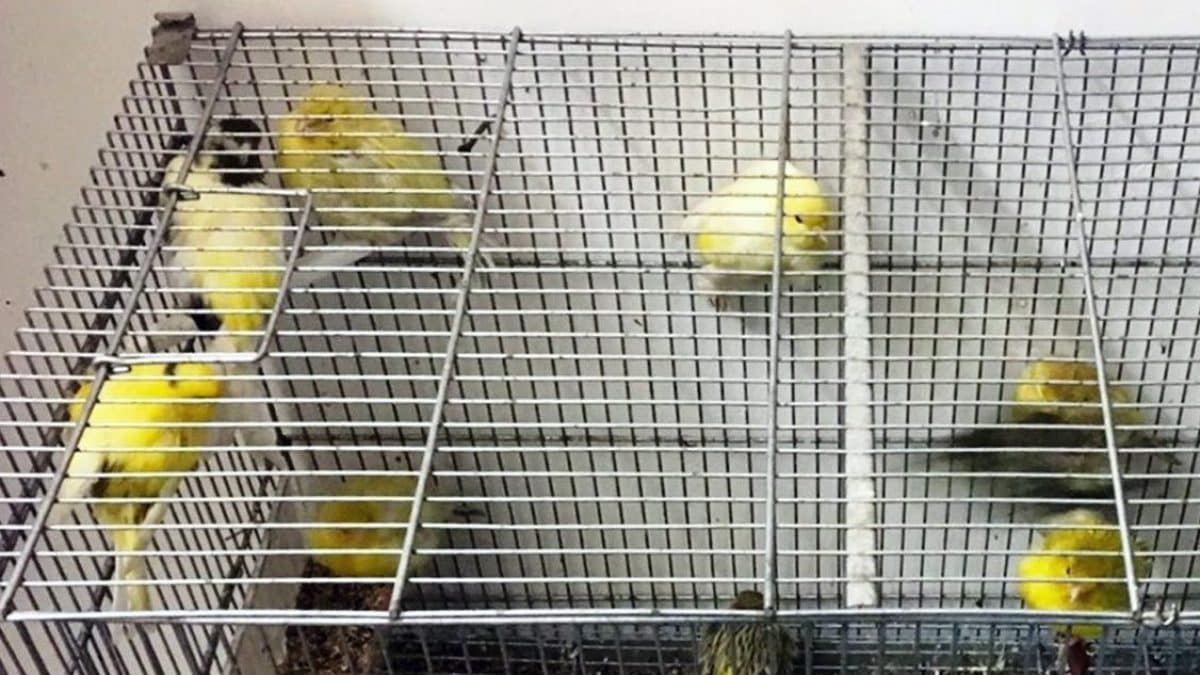 Cardellini in gabbia