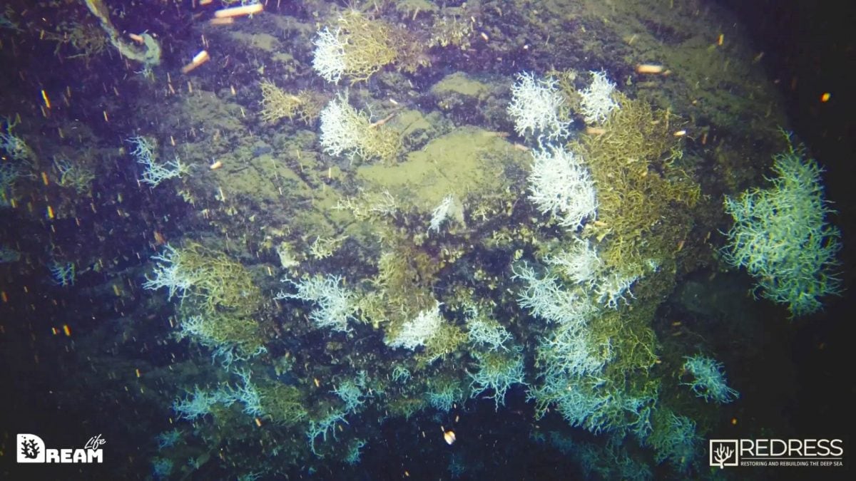 La scogliera corallina "immortalata" dalla missione Cnr