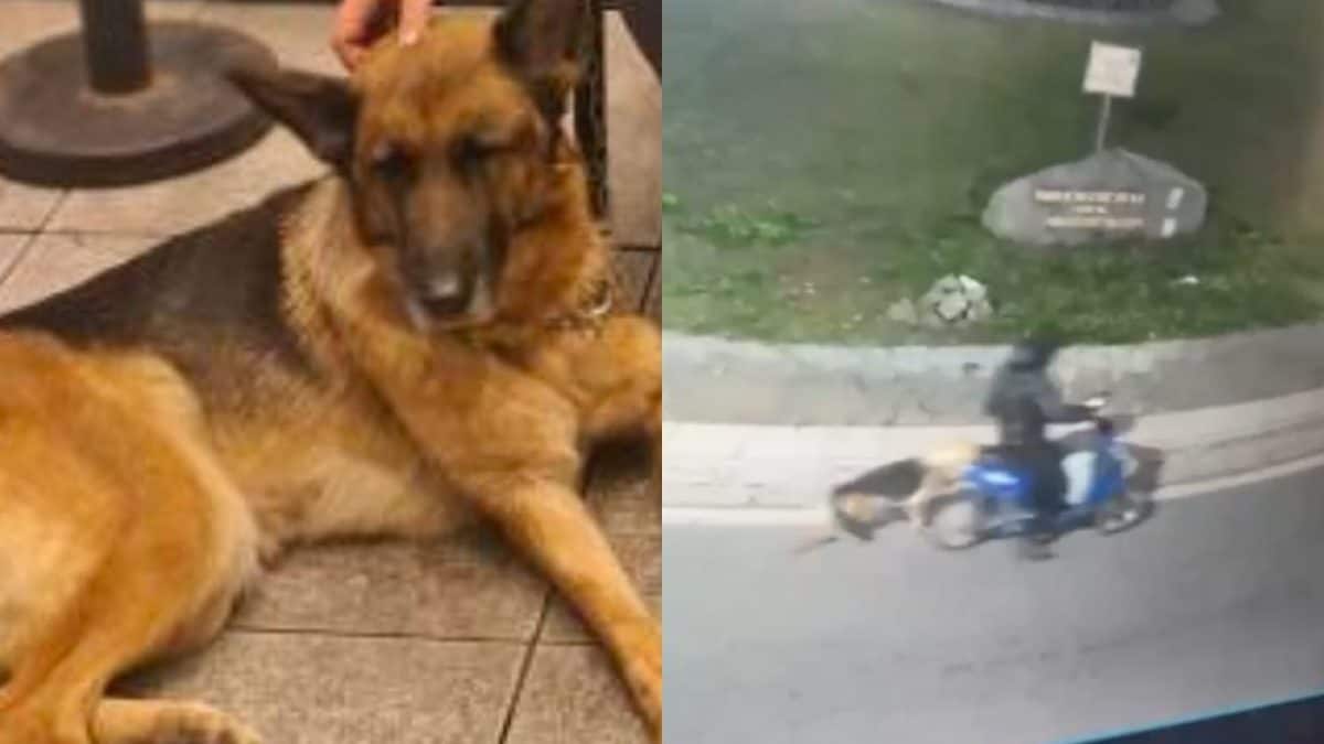 Il cane "Bella" e maltrattamenti subiti, immortalati da una telecamera di videosorveglianza