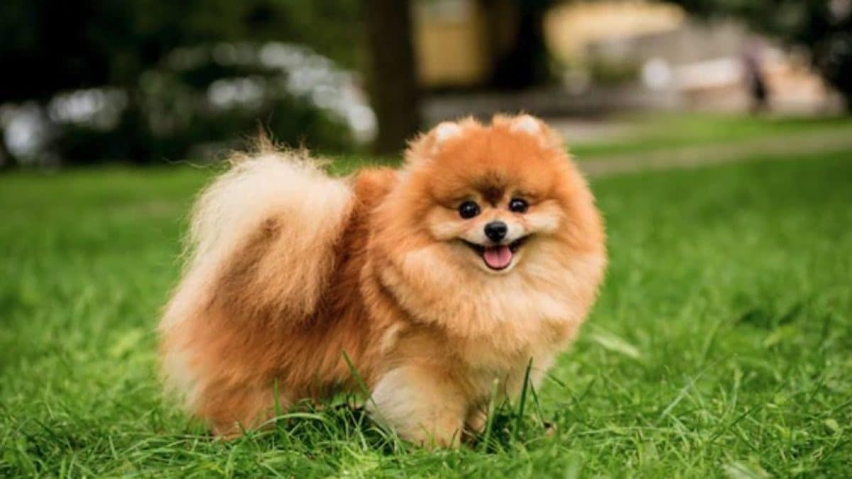 Un cane volpino (immagine di repertorio)