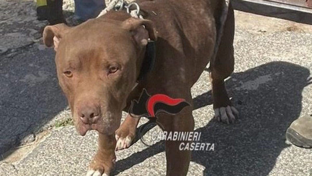 Il cane denutrito salvato a Castel Volturno
