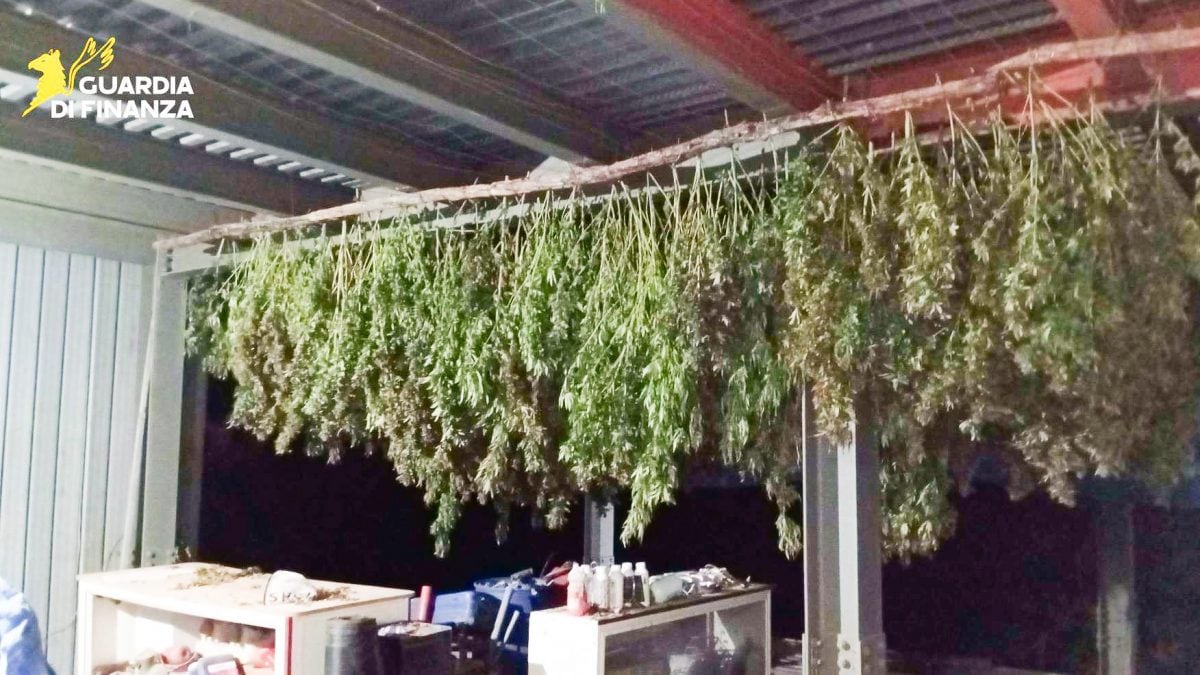 Cannabis sequestrata ai Monti Lattari
