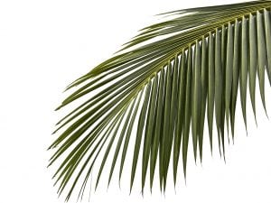 palma-300x225.jpg