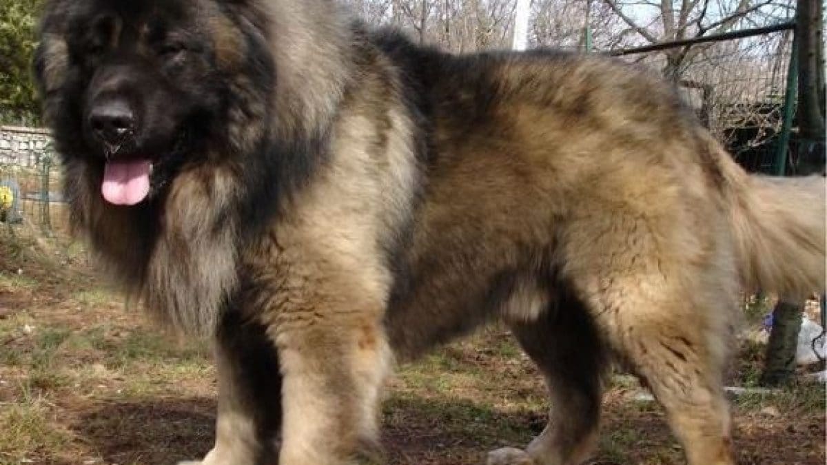 Un cane pastore del Caucaso (Immagine di repertorio)