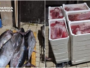 pesce-mugnano-sequestrato-300x225.jpg