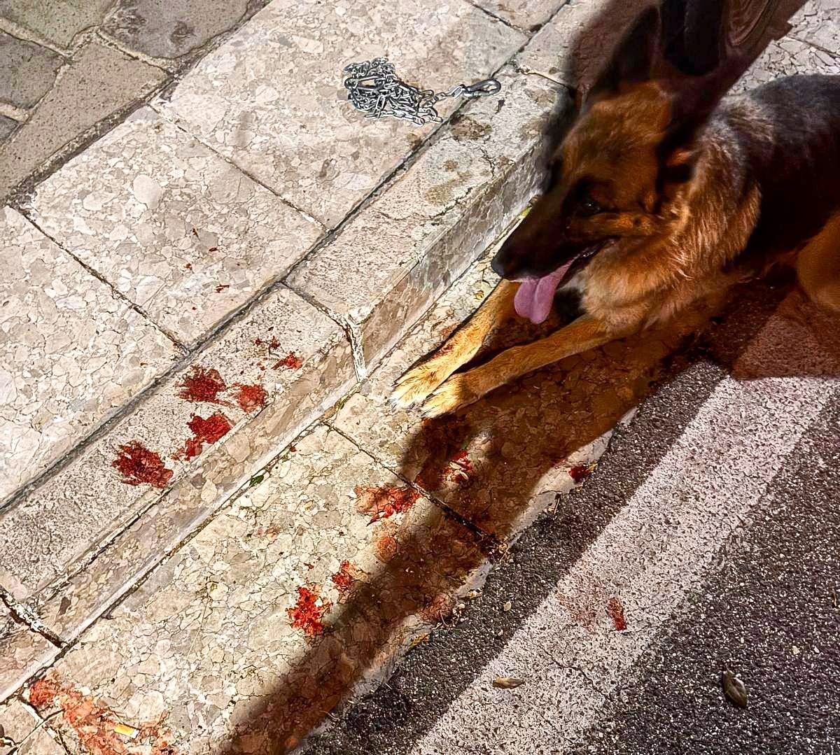 Il cane ferito