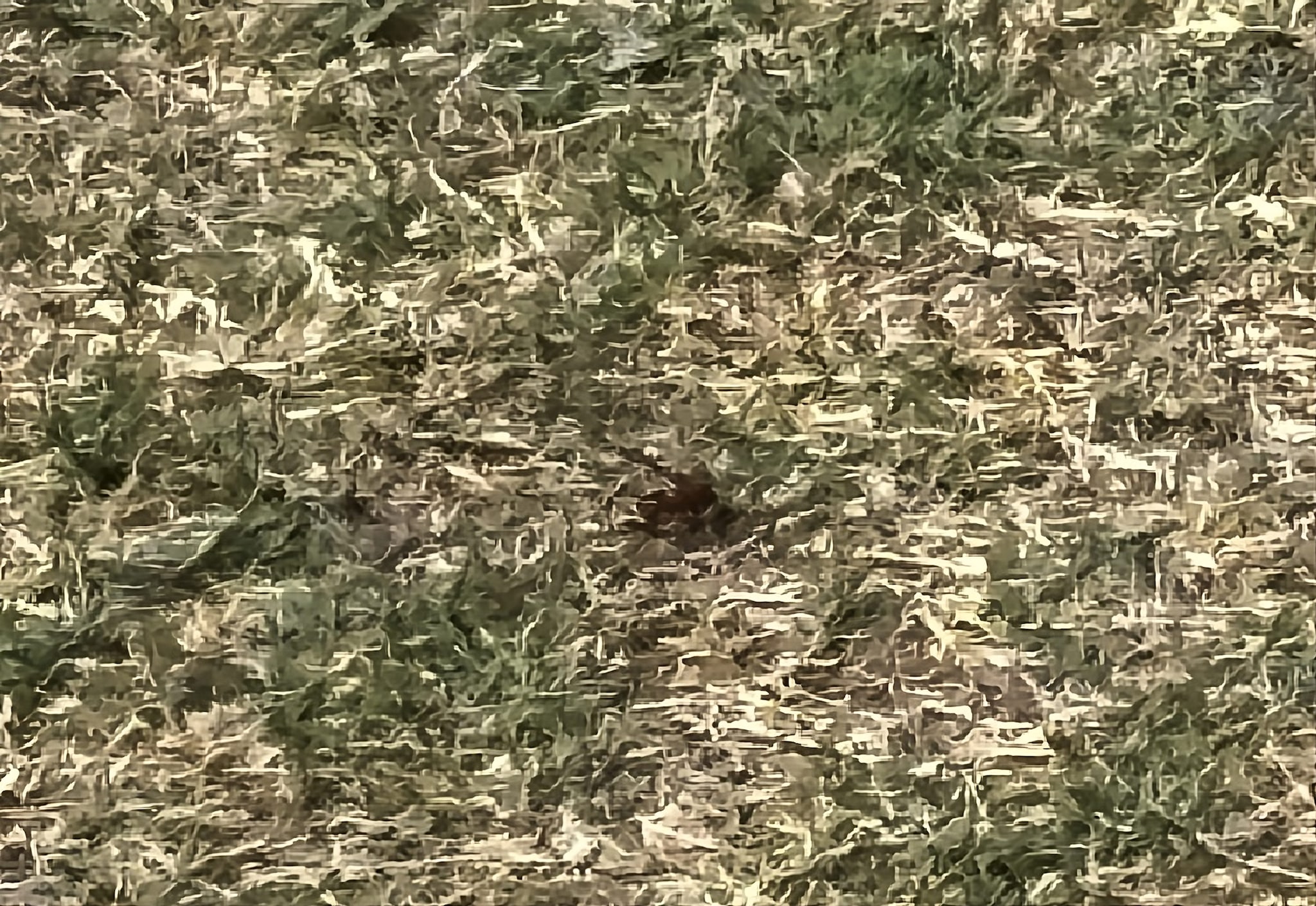 Calabroni orientali al Parco Viviani