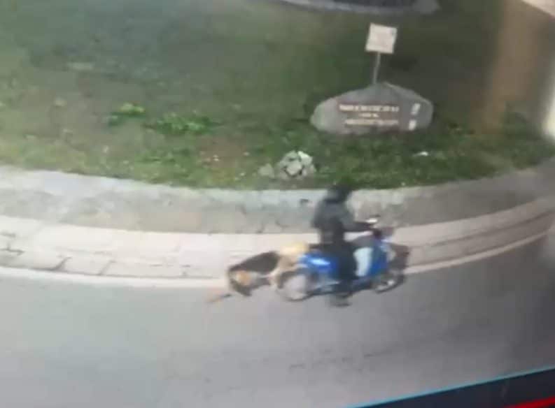 Le drammatiche immagini del cane maltrattato