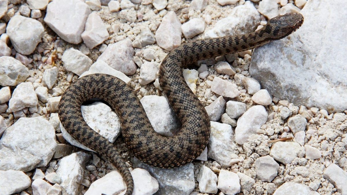 Un esemplare di vipera