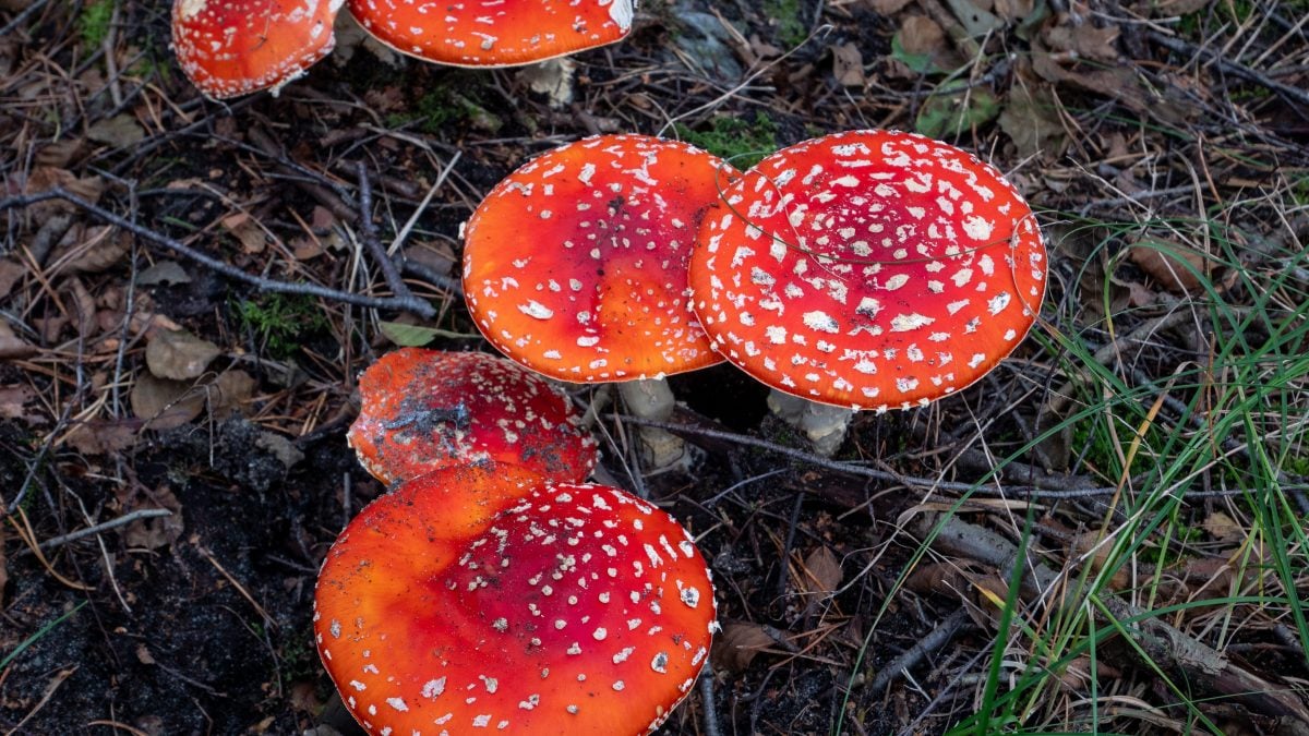 Gli amanita, un fungo velenoso