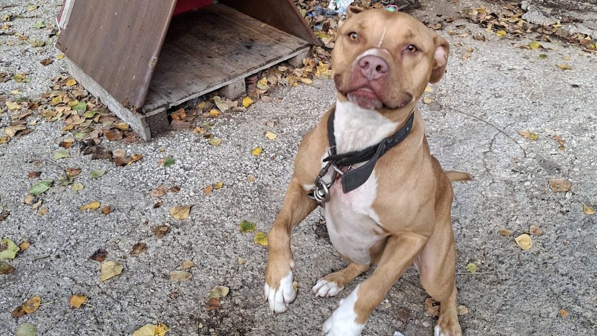Il cane Tyson liberato dai carabinieri