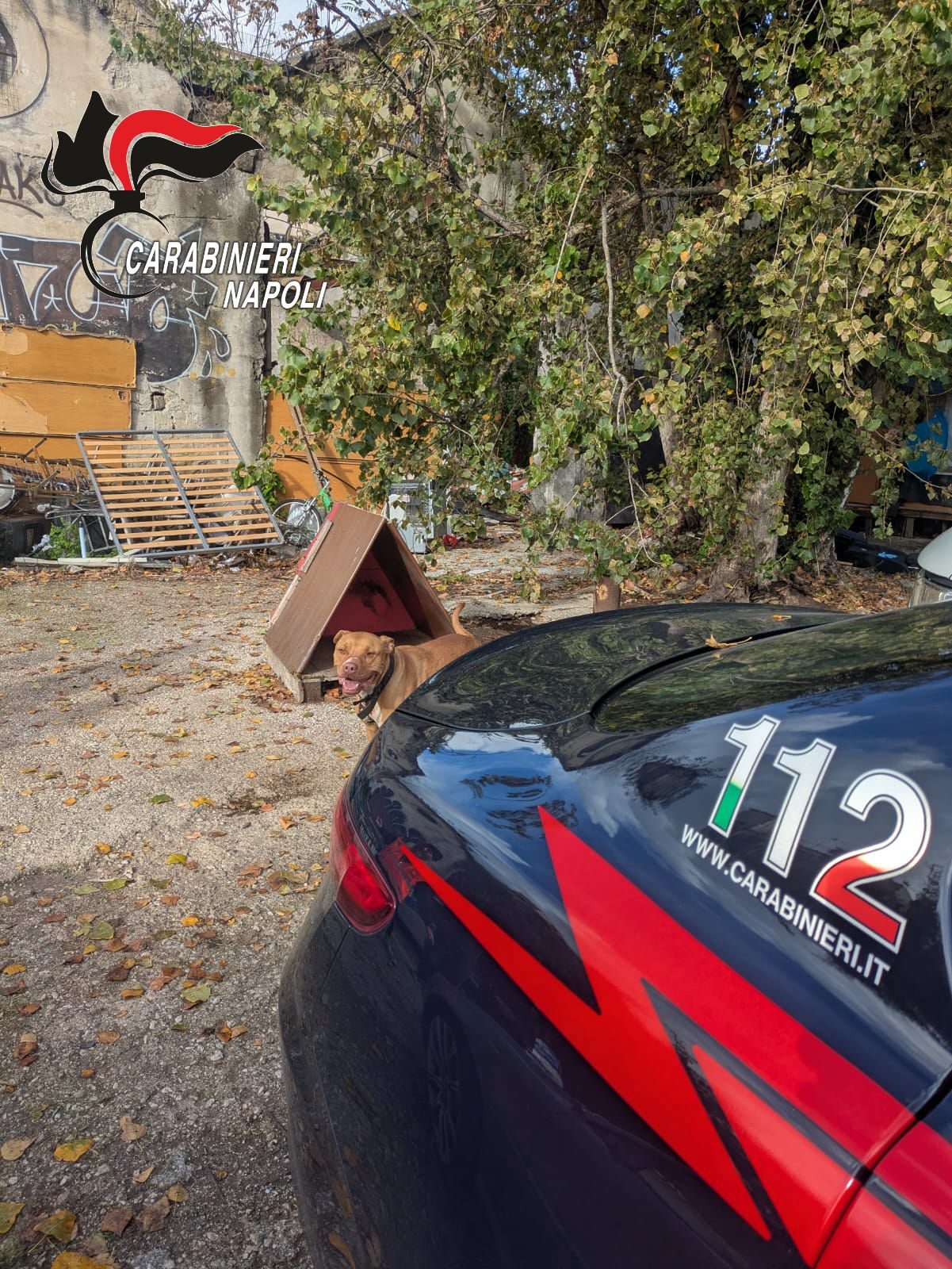 Tyson durante i controlli dei carabinieri