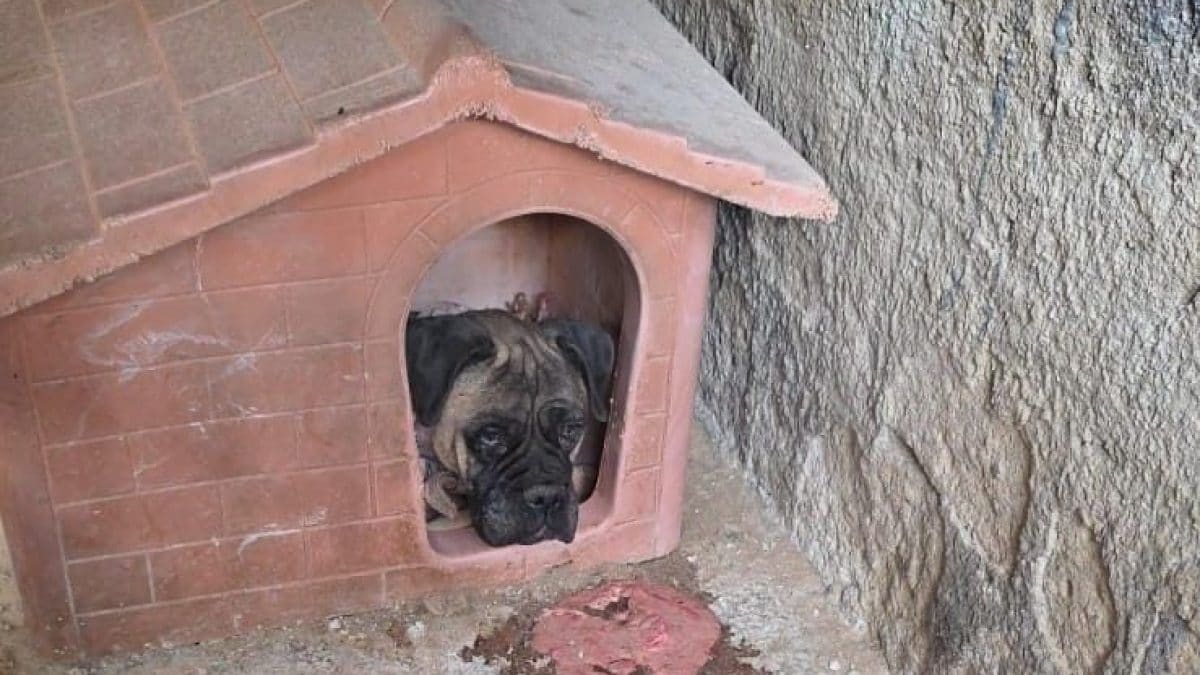 Il cane salvato dalla Polizia di Stato