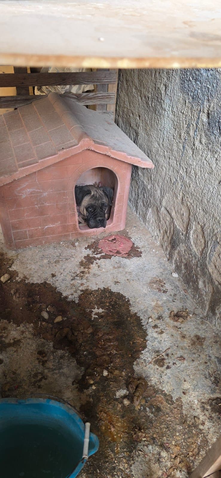 Il cane salvato dalla polizia a Maddaloni, in provincia di Caserta