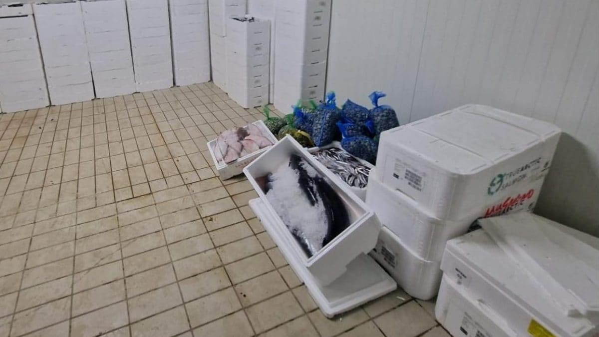 I prodotti ittici sequestrati nel mercato di Mugnano (Napoli)