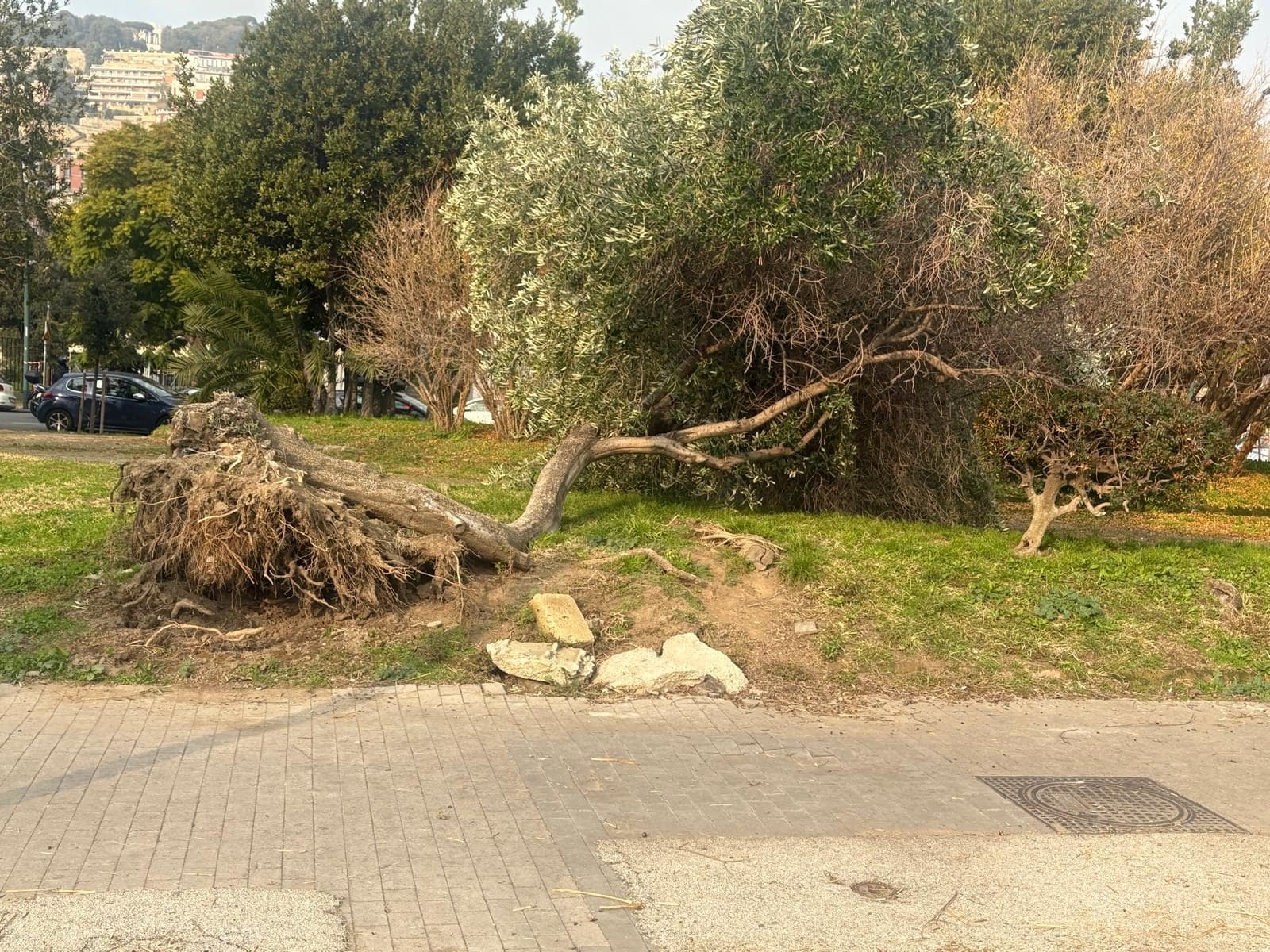 Un albero sradicato in prossimità della Rotonda Diaz (Foto: Fanpage.it)