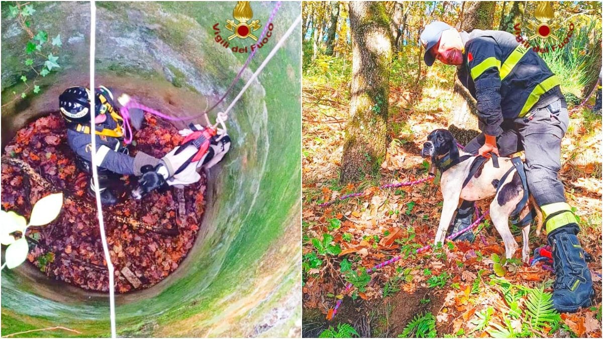 Il cane salvato dai Vigili del Fuoco ad Avellino