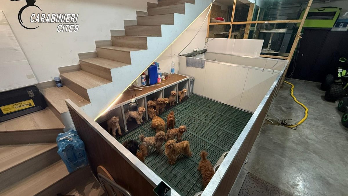 Alcuni dei barboncini rinvenuti nel canile abusivo a Parete