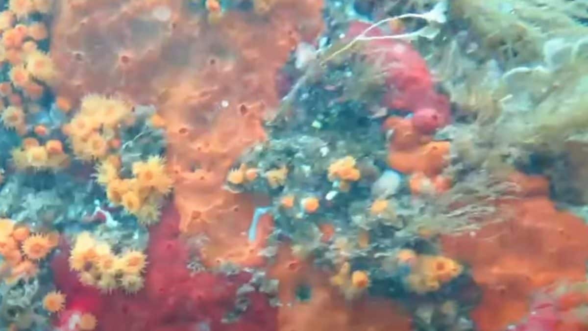 Il corallo arancione sui fondali di Bagnoli