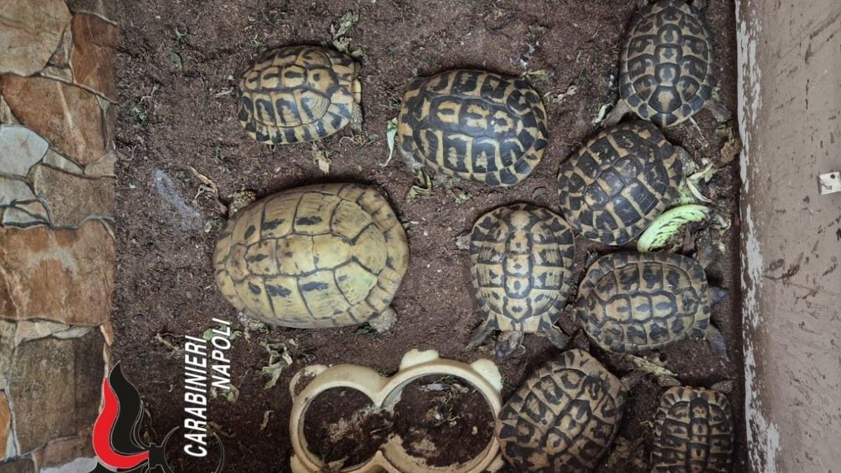 Le tartarughe sequestrate