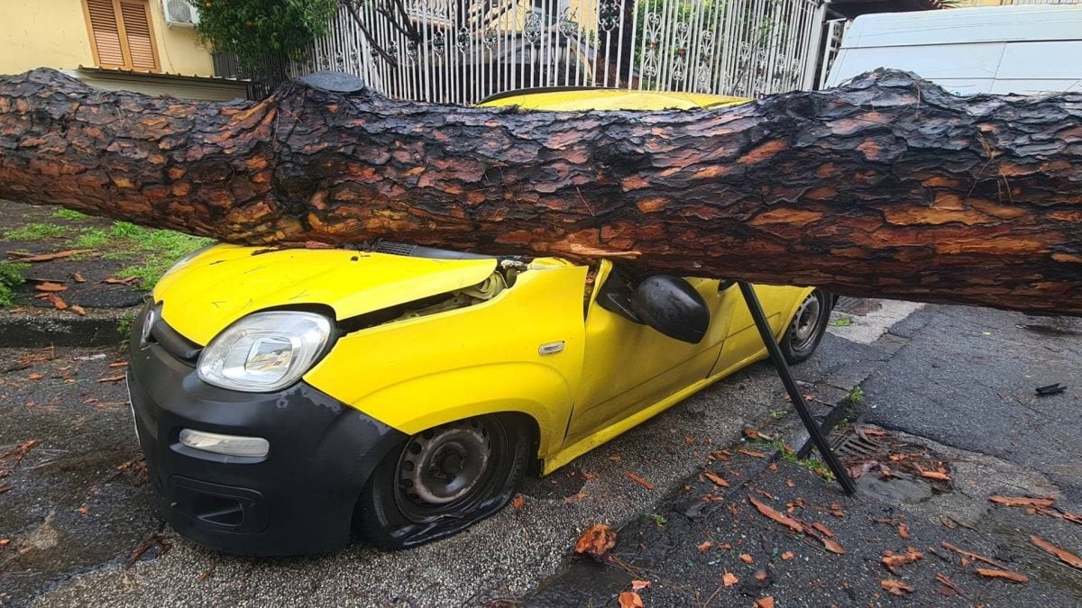 L’albero caduto a Secondigliano (Foto: Facebook/Alfredo Di Domenico)