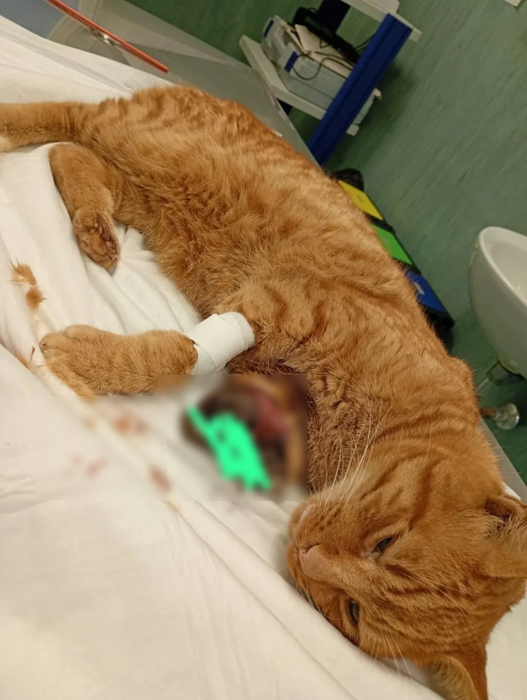 Il gatto operato. Foto Facebook / Francesco Emilio Borrelli