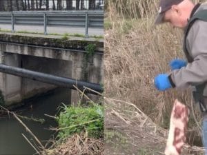 L’alligatore di Paestum non c’è, non è mai esistito: ricerche con droni ed esche tutte negative