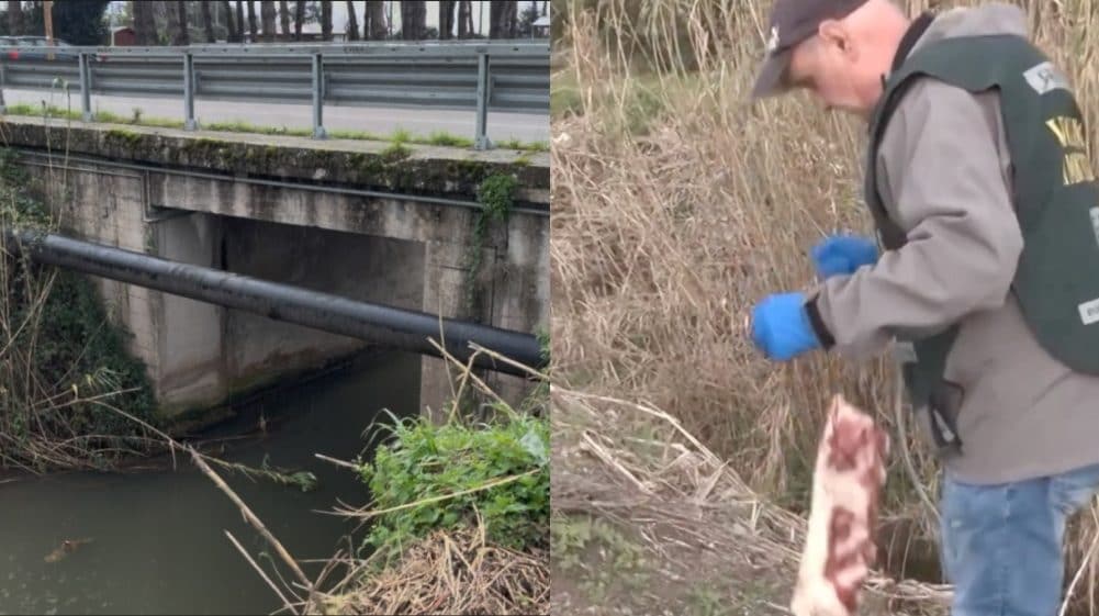 L'alligatore di Paestum non c'è, non è mai esistito: ricerche con droni ed esche tutte negative