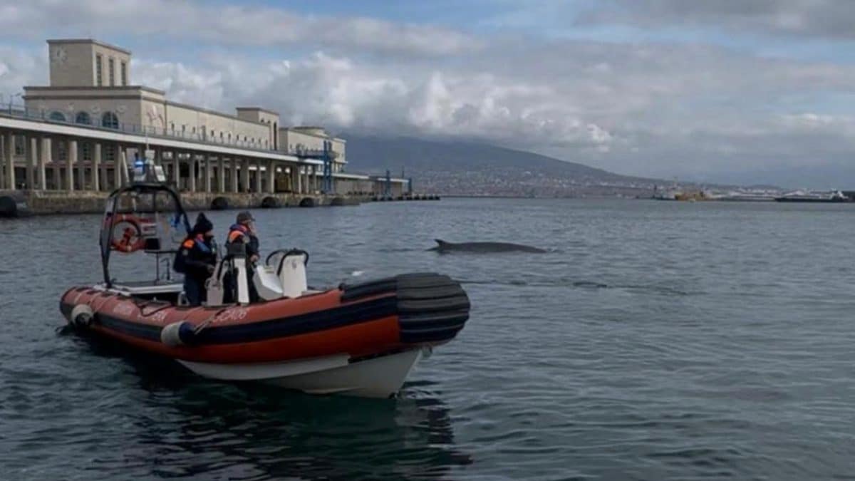 La balenottera avvistata questa mattina nel Golfo di Napoli (Foto: Guardia Costiera)