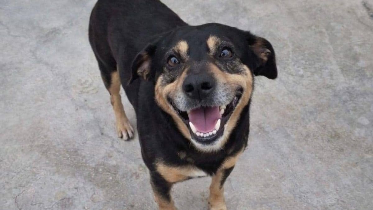 Diego, il cane protagonista della storia (Foto: Gianna Senatore)