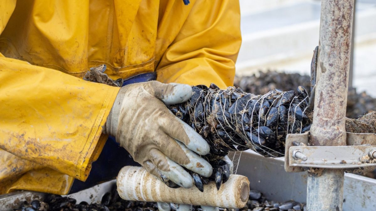 Un impianto di molluschicoltura